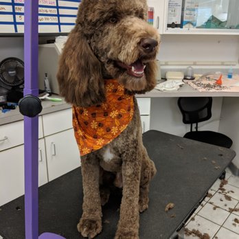 CareVet of Des Moines - Marshall is looking fresh after his groom! - Veterinarians Near Me - Des Moines, Iowa CareVet of Des Moines - Marshall is looking fresh after his groom! - Veterinarians Near Me - Des Moines, Iowa