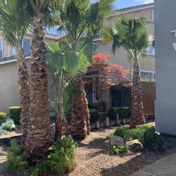 Ortega Landscaping - Close up! - Landscaping Near Me Ortega Landscaping - Close up! - Landscaping Near Me