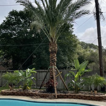 Three Sisters Nursery - Medjool Palm, installed. - Nurseries & Gardening Near Me - Houston, Texas