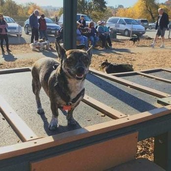 Joybound - Someone at the park asked if she was a chinchilla. The next day, a rabbit. I still don't know what she is - Animal Shelters Near Me - Walnut Creek, California