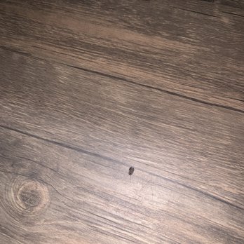 The Esplanade - Cockroaches found inside apartment - Apartments Near Me - Lake Balboa, California The Esplanade - Cockroaches found inside apartment - Apartments Near Me - Lake Balboa, California