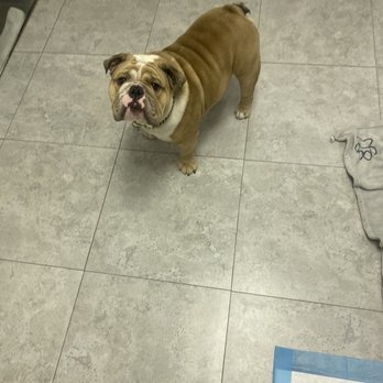 Luxe Pet Hotels - Staff took a picture and sent it to me via text. - Pet Boarding Near Me - Las Vegas, Nevada