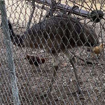 Robert Is Here - Ostrich/ emu ?? Very low key and fun to watch strutting about. - Fruits & Veggies Near Me - Homestead, Florida