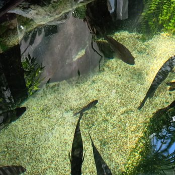 The Florida Aquarium - Fish. - Aquariums Near Me - Tampa, Florida