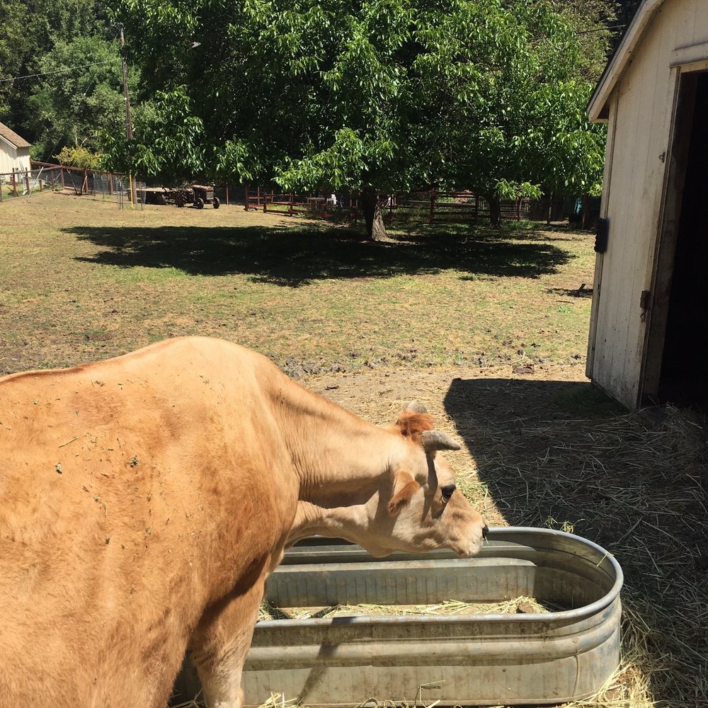 Deer Hollow Farm - Kids Activities Near Me - Cupertino, California