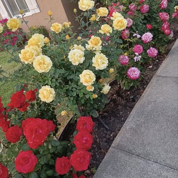 Fortino's Landscaping - Roses blooming - Gardeners Near Me Fortino's Landscaping - Roses blooming - Gardeners Near Me