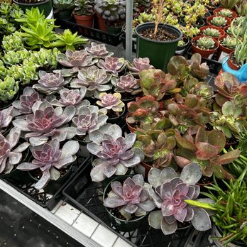 Highway 92 Succulents - Nurseries & Gardening Near Me - Half Moon Bay, California Highway 92 Succulents - Nurseries & Gardening Near Me - Half Moon Bay, California