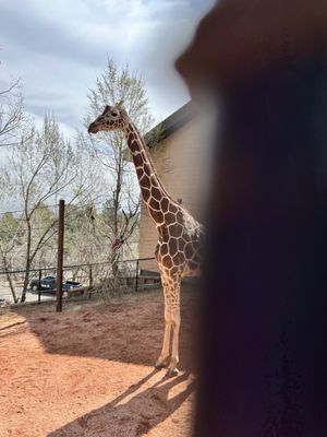 Cheyenne Mountain Zoo by null