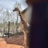 Cheyenne Mountain Zoo gift card