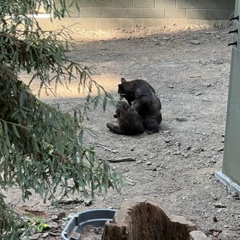 Sequoia Park Zoo - The bear cubs - Zoos Near Me - Eureka, California
