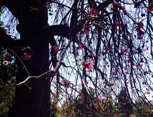 Parque Quinta Normal by null