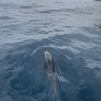 Capt Andy's - Boat Tours Near Me - Ele'ele, Hawaii