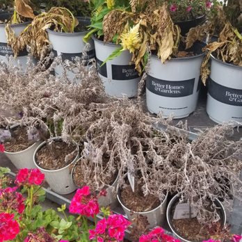 Walmart Supercenter - a variety of potted plants - Grocery Near Me - Inverness, Florida Walmart Supercenter - a variety of potted plants - Grocery Near Me - Inverness, Florida