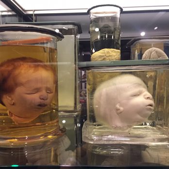 Museum Vrolik - Museums Near Me - Amsterdam Zuid-Oost, New Hampshire