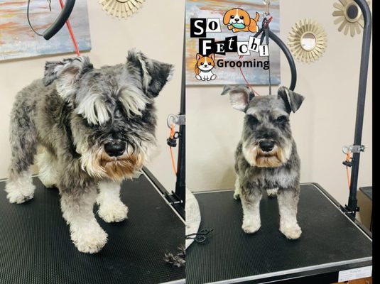 Before & After - So Fetch! Grooming is a small locally owned and operated local business serving Casa Grande. I offer appointment based grooming services for dogs and cats where you can choose to drop-off or utilize my convenient Mobile Fetch grooming service for just $25! Call/Text us or visit my website today to book your next appointment. Before & After - So Fetch! Grooming is a small locally owned and operated local business serving Casa Grande. I offer appointment based grooming services for dogs and cats where you can choose to drop-off or utilize my convenient Mobile Fetch grooming service for just $25! Call/Text us or visit my website today to book your next appointment.