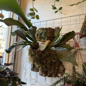 Botanic Panic - Mounted staghorn fern - Nurseries & Gardening Near Me - San Francisco, California Botanic Panic - Mounted staghorn fern - Nurseries & Gardening Near Me - San Francisco, California