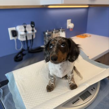 Modern Animal Walnut Creek - Scale is just a number - Veterinarians Near Me - Walnut Creek, California