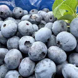 Jane & Paul's Farm - blueberries