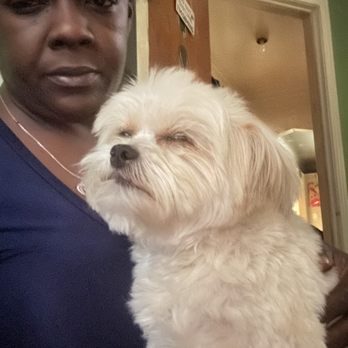 Doggie Parlor - Pet Groomers Near Me - Eastpointe, Michigan