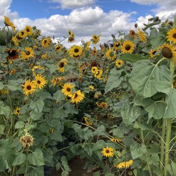 Walter's Fruit Ranch - a field of sunflowers - Fruits & Veggies Near Me - Mead, Washington
