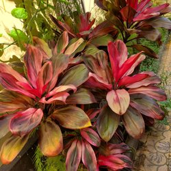 A 2 Tiempos - Lush tropical trees and flowers