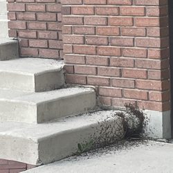 Agent Pest Control - Front stairs.