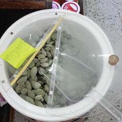 Green almonds