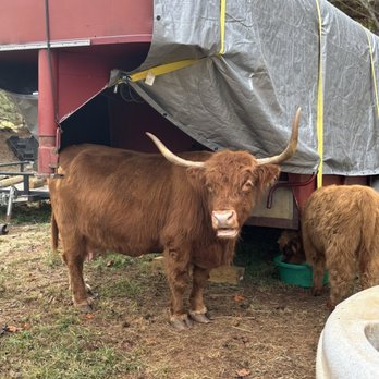 Walnut Creek Farm - She looks like she's saying "Y'all come back anytime!" - Attraction Farms Near Me - Bryson City, North Carolina Walnut Creek Farm - She looks like she's saying "Y'all come back anytime!" - Attraction Farms Near Me - Bryson City, North Carolina