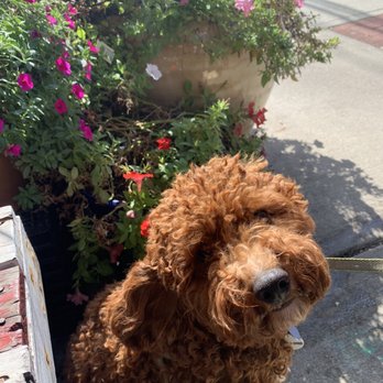 The Corner - Brunch with pup - Cafes Near Me - Montclair, New Jersey The Corner - Brunch with pup - Cafes Near Me - Montclair, New Jersey