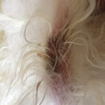 Natural Dog Company - Rash from nipping on tail - Pet Stores Near Me - Marble Falls, Texas Natural Dog Company - Rash from nipping on tail - Pet Stores Near Me - Marble Falls, Texas