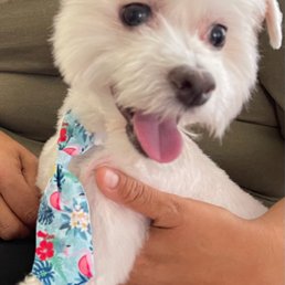 Blue with his fresh cut