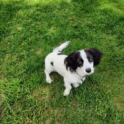 Oakwood Veterinary Hospital - Winston