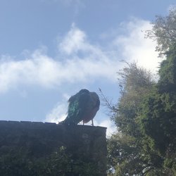 Castelo de S. Jorge