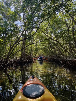 Happy Paddler Kayak Tours & Rentals - Lido Key Ted Sperling Park by null