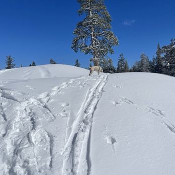 Donner Summit Sno-Park - This " trail" went on for a long time but I didn't have snow shoes so walking and falling in the snow wasn't getting me far. - Parks Near Me - Soda Springs, California Donner Summit Sno-Park - This " trail" went on for a long time but I didn't have snow shoes so walking and falling in the snow wasn't getting me far. - Parks Near Me - Soda Springs, California