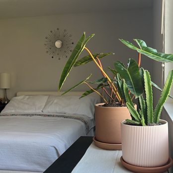 Plantiitas - two plants and pots purchased look beautiful in my bedroom - Home Decor Near Me - Long Beach, California Plantiitas - two plants and pots purchased look beautiful in my bedroom - Home Decor Near Me - Long Beach, California