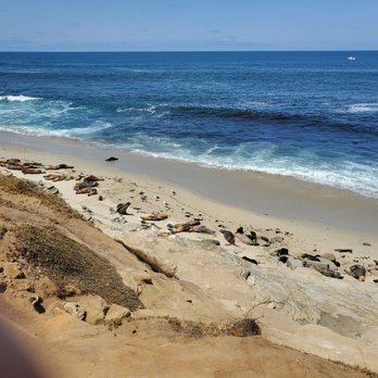 Grande Colonial - The ever-present seals! - Hotels Near Me - La Jolla, California
