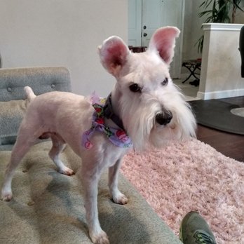 Cathy's Critter Corner - My beautiful Buster - Pet Services Near Me - Houston, Texas Cathy's Critter Corner - My beautiful Buster - Pet Services Near Me - Houston, Texas