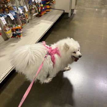 PetSmart Dog Training - Pet Stores Near Me - Antioch, California PetSmart Dog Training - Pet Stores Near Me - Antioch, California