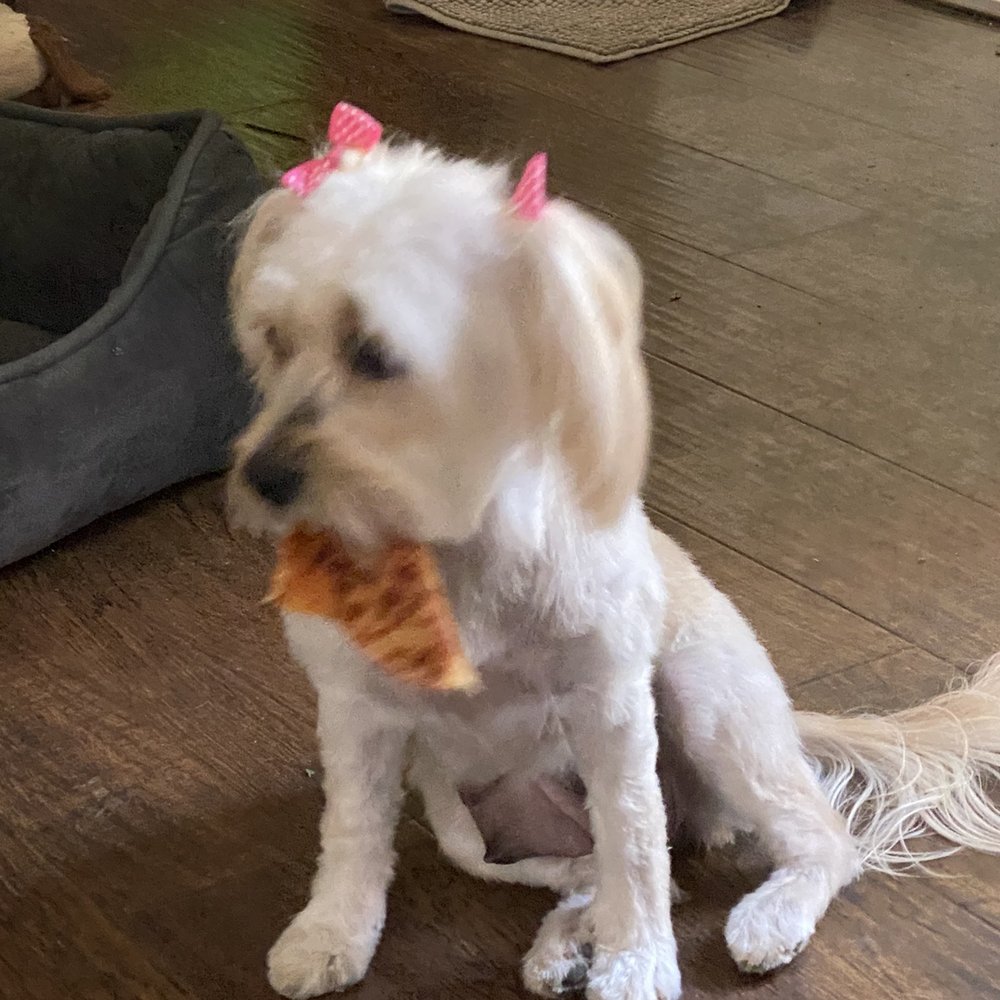 We Groom Pets - Rosie's new hair cut - Pet Groomers Near Me - Downey, California