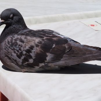 The Embarcadero - Sleeping pigeon - Local Flavor Near Me - San Diego, California The Embarcadero - Sleeping pigeon - Local Flavor Near Me - San Diego, California