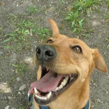 Little Furry Things, LLC - Happy Pup - Dog Walkers Near Me - Seattle, Washington Little Furry Things, LLC - Happy Pup - Dog Walkers Near Me - Seattle, Washington