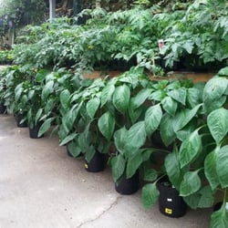 Beatline Nursery, Garden Center & Gifts