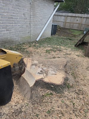 Carrillo Tree Service on Yelp