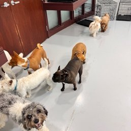My puppy playing with others My puppy playing with others