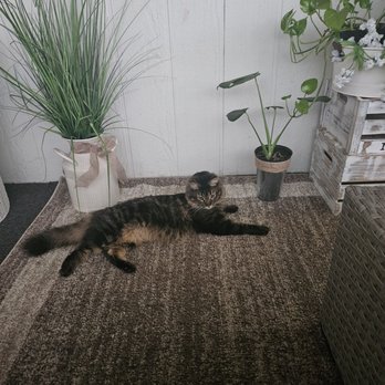 Bastet Veterinary Hospital - This is Leo my cat who when needed will be Dr.G's next patient. - Veterinarians Near Me - El Cajon, California Bastet Veterinary Hospital - This is Leo my cat who when needed will be Dr.G's next patient. - Veterinarians Near Me - El Cajon, California
