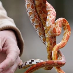 E&M's Reptile Family