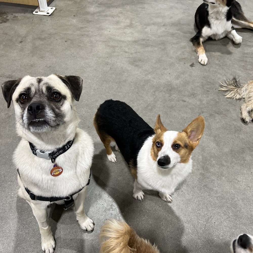 Dogdrop - Love that they text me cute updates, like this one featuring Loki's new friends - Pet Sitting Near Me - Los Angeles, California Dogdrop - Love that they text me cute updates, like this one featuring Loki's new friends - Pet Sitting Near Me - Los Angeles, California
