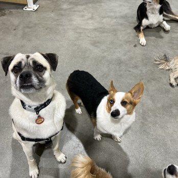 Dogdrop - Love that they text me cute updates, like this one featuring Loki's new friends - Pet Sitting Near Me - Los Angeles, California Dogdrop - Love that they text me cute updates, like this one featuring Loki's new friends - Pet Sitting Near Me - Los Angeles, California