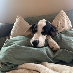 49th Street Veterinary Clinic - Resting up after all healed
